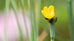 Blüte im Schatten