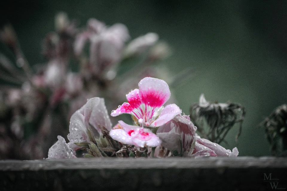 Blüte im Schatten des Regens