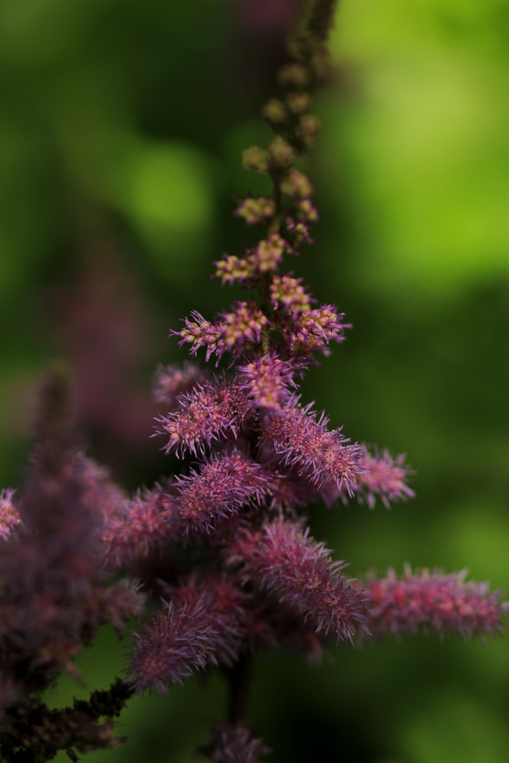 Blüte im Schattenspiel