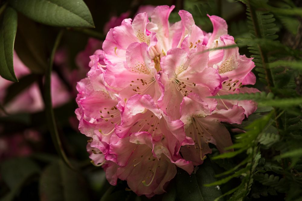 Blüte im Schlosspark 1 fc