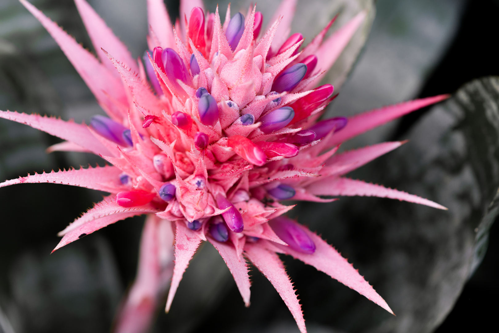 Blüte im Schmetterlingshaus 