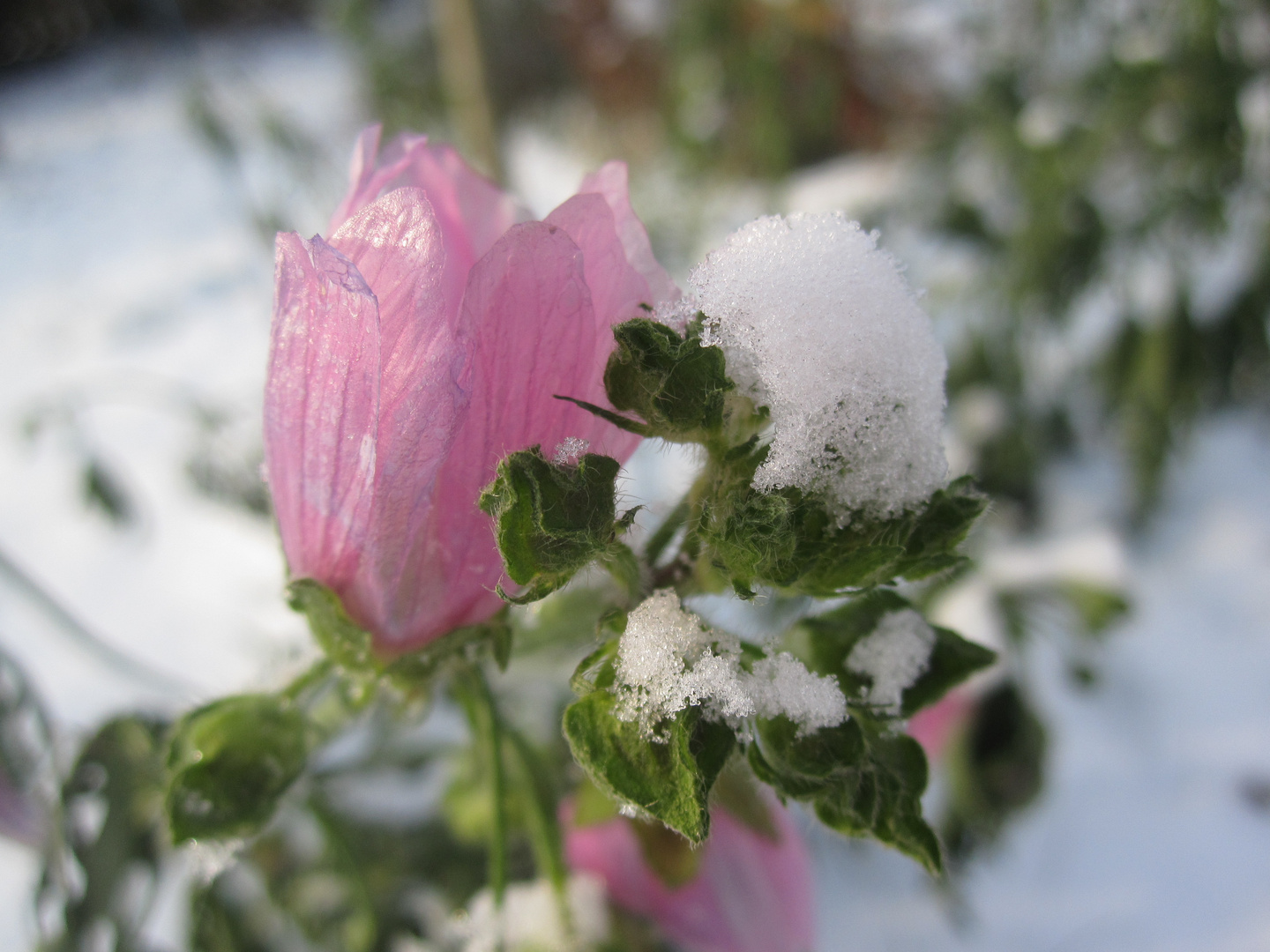 Blüte im Schnee