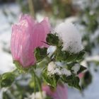 Blüte im Schnee