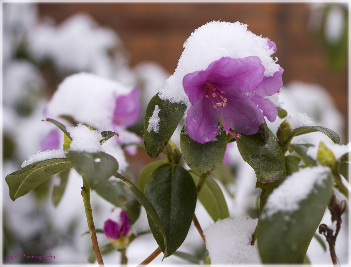 Blüte im Schnee