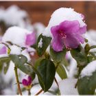 Blüte im Schnee