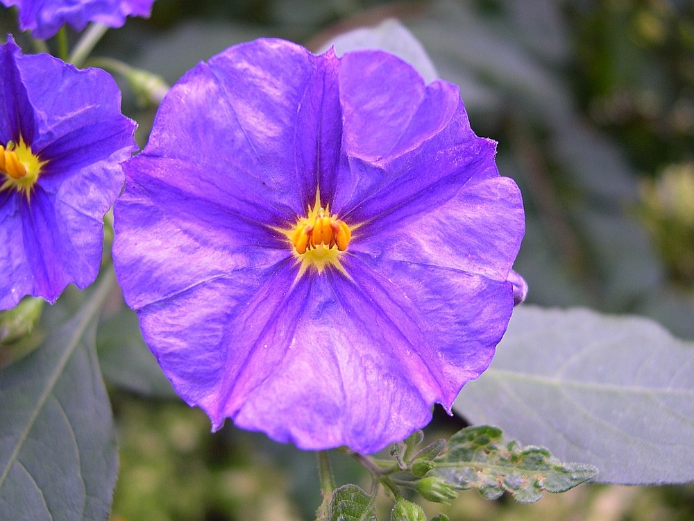 Blüte im September