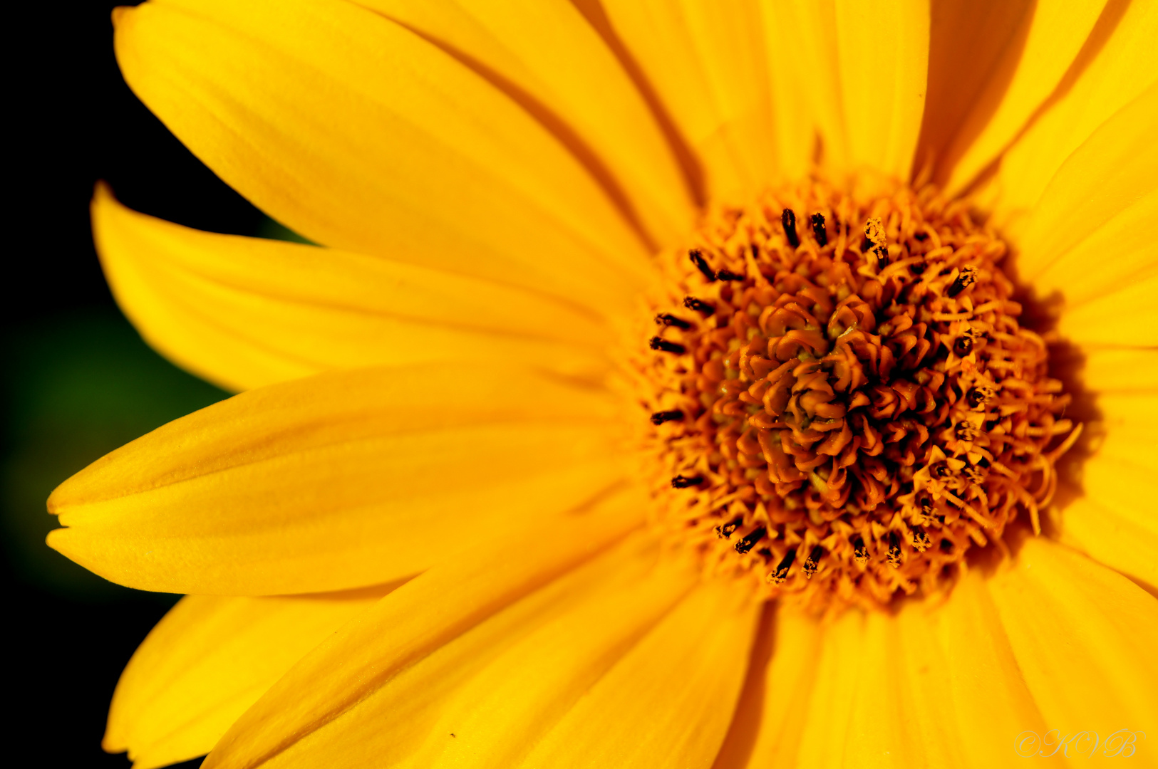 Blüte im Sommer