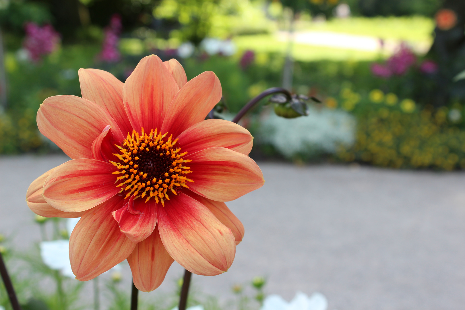 Blüte im Sommer