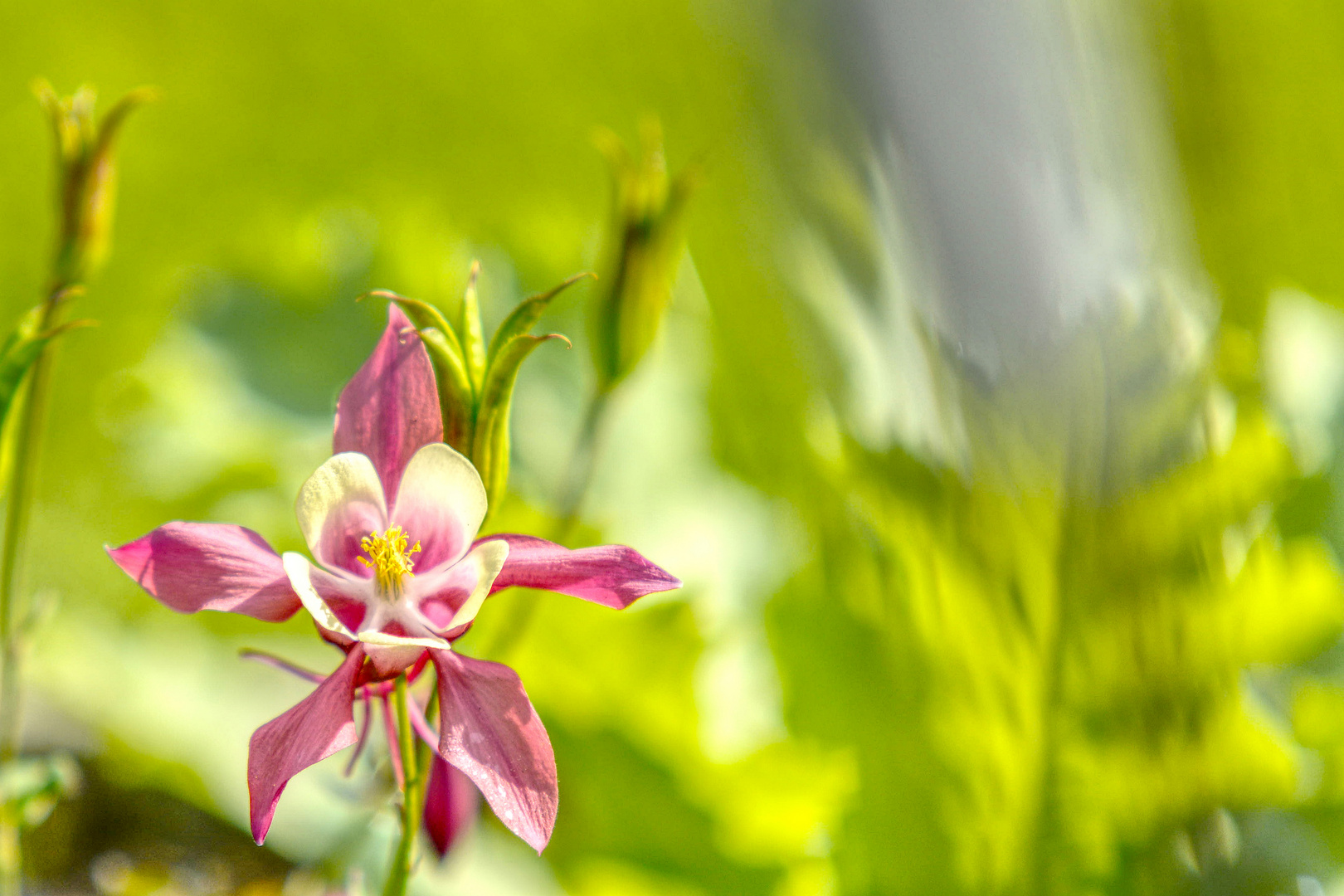 Blüte im Sommer