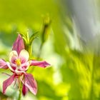 Blüte im Sommer