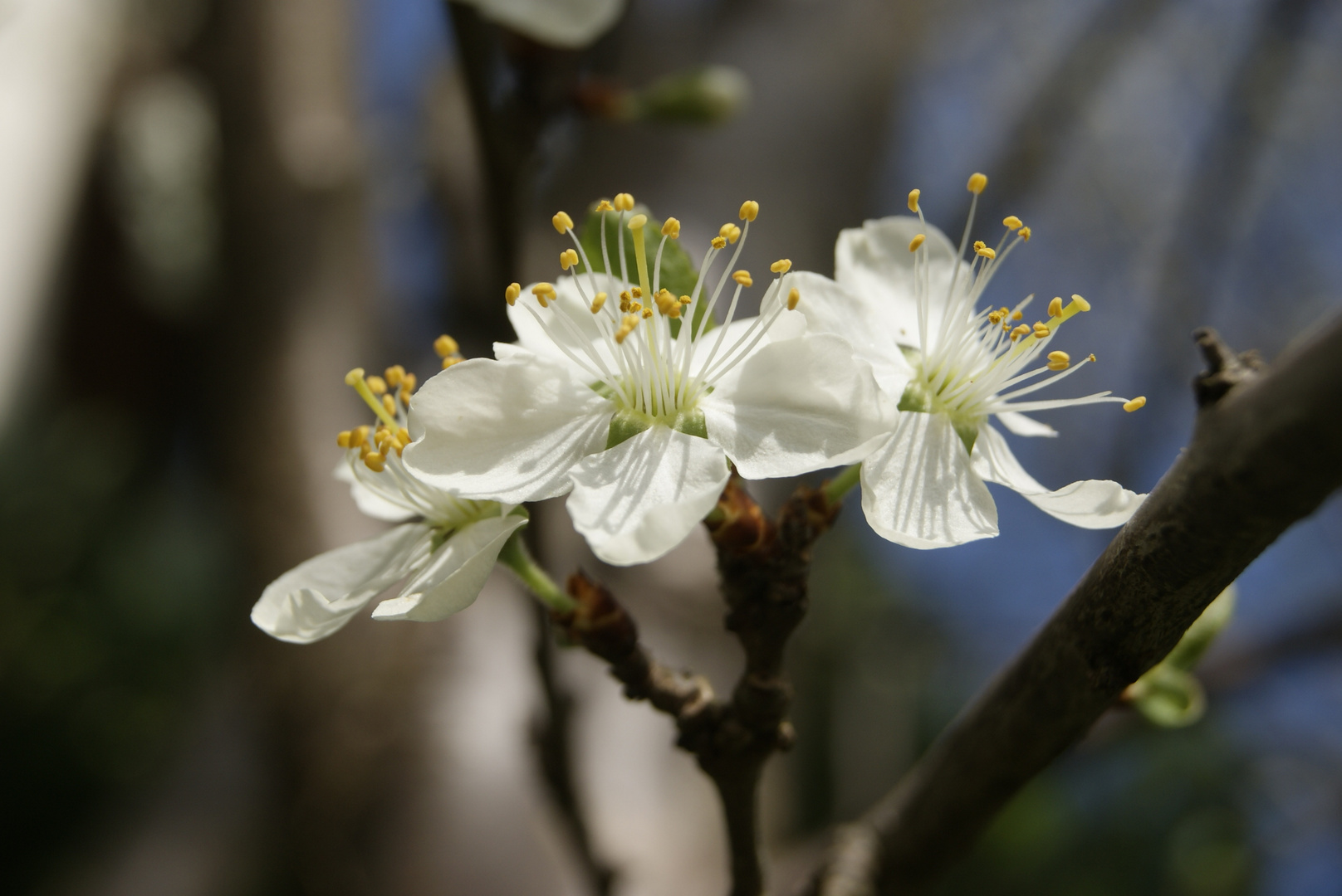 Blüte im Sommer