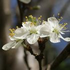 Blüte im Sommer