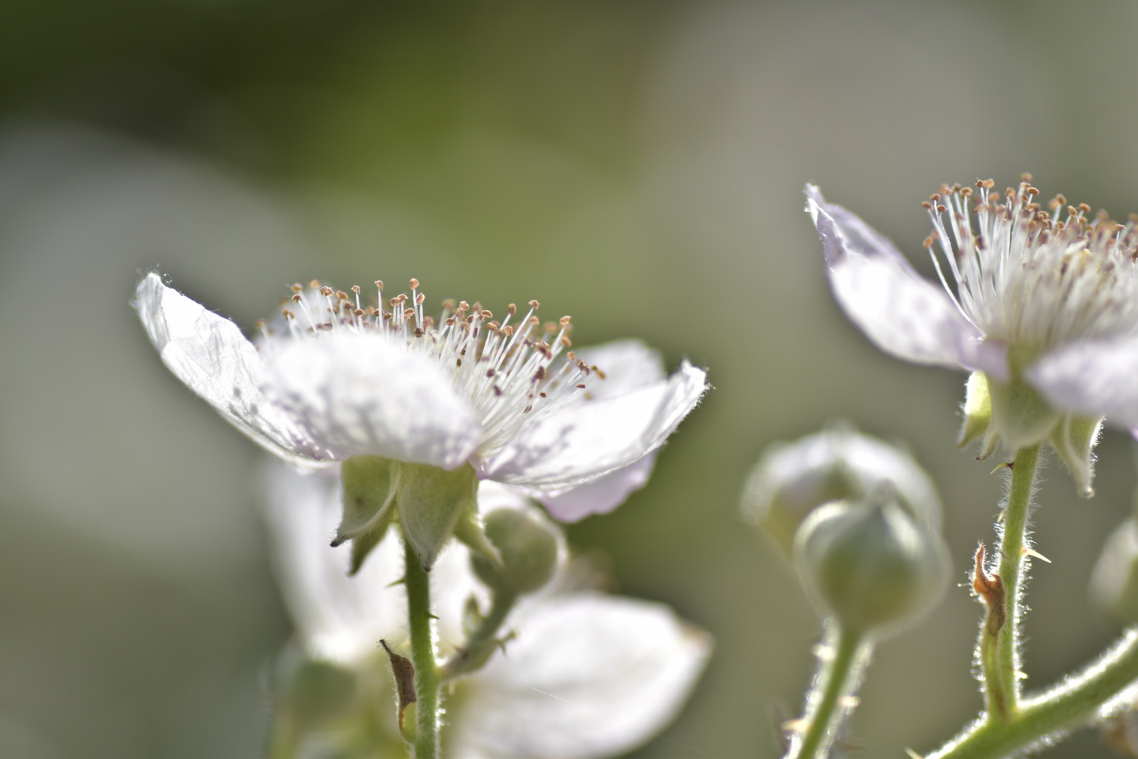 blüte im sommerlicht