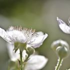 blüte im sommerlicht