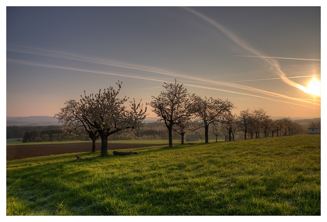 Blüte im Sonnenaufgang