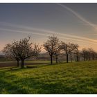 Blüte im Sonnenaufgang