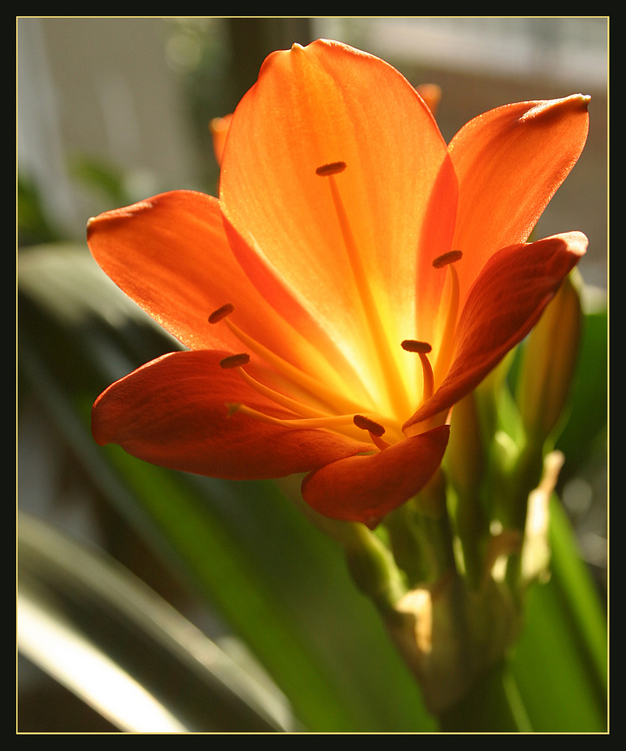 Blüte im Sonnenlcht