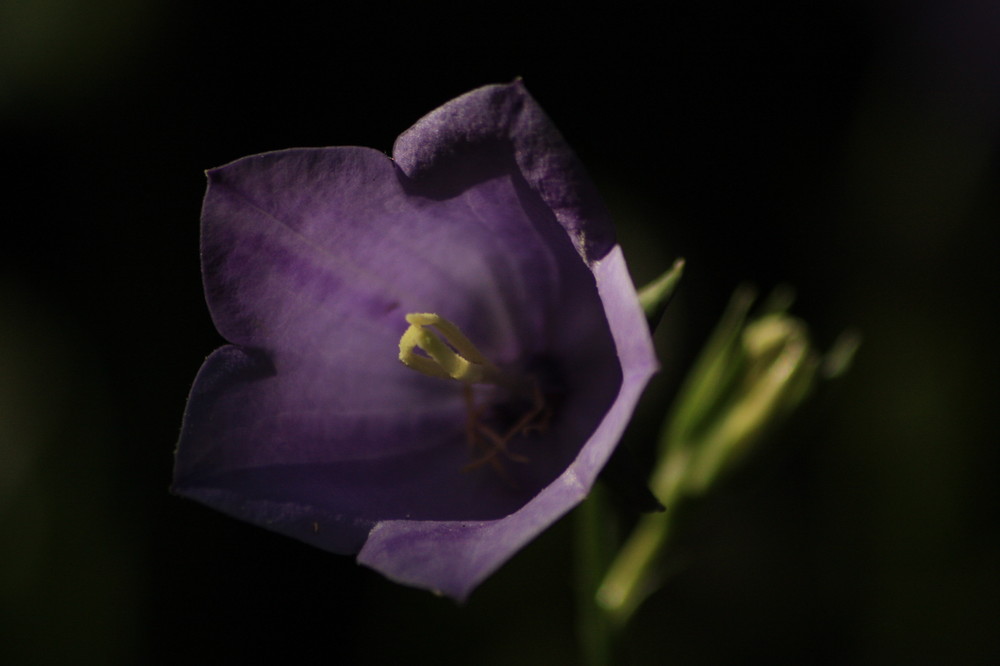 Blüte im Sonnenlicht