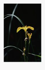 Blüte im Sonnenlicht