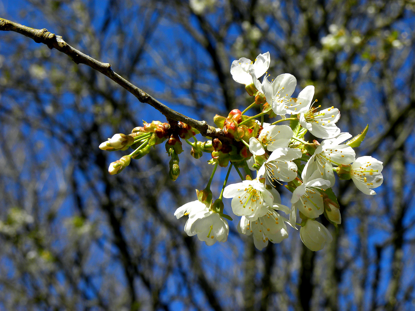 Blüte im Sonnenlicht