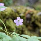 Blüte im Sonnenlicht 