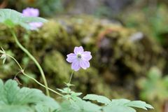 Blüte im Sonnenlicht 