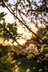 Blüte im Sonnenlicht