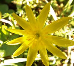 Blüte im Sonnenlicht