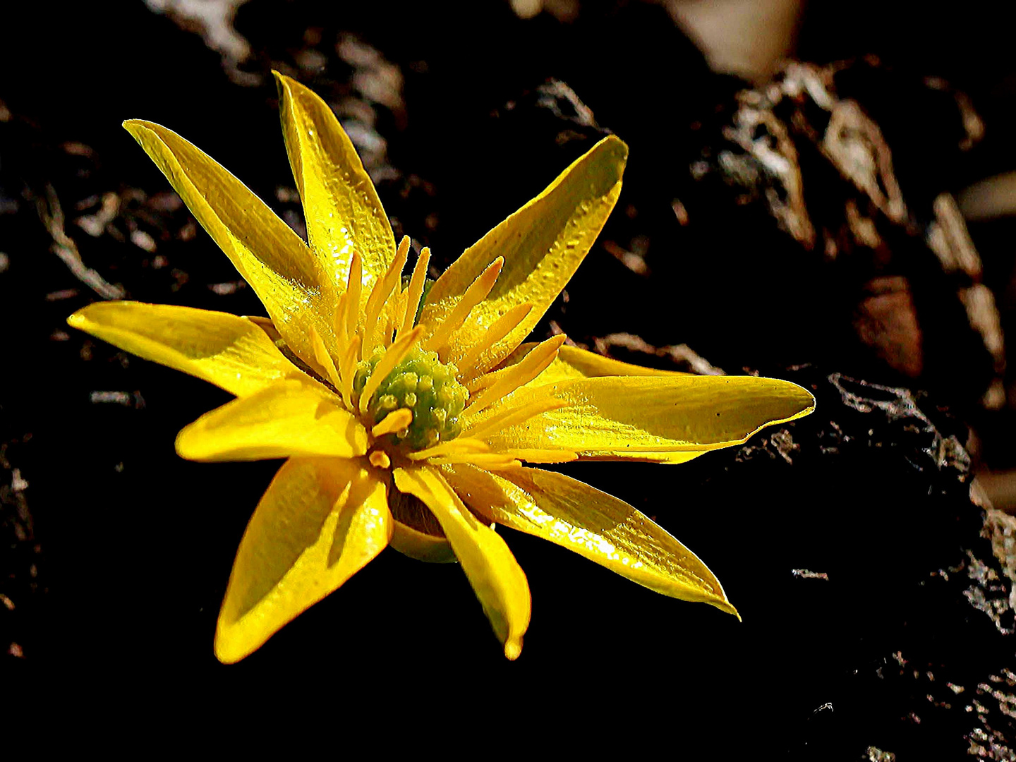 Blüte im Sonnenlicht