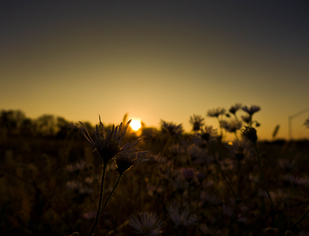 Blüte im Sonnenschein!