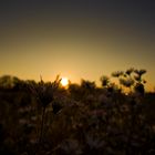 Blüte im Sonnenschein!