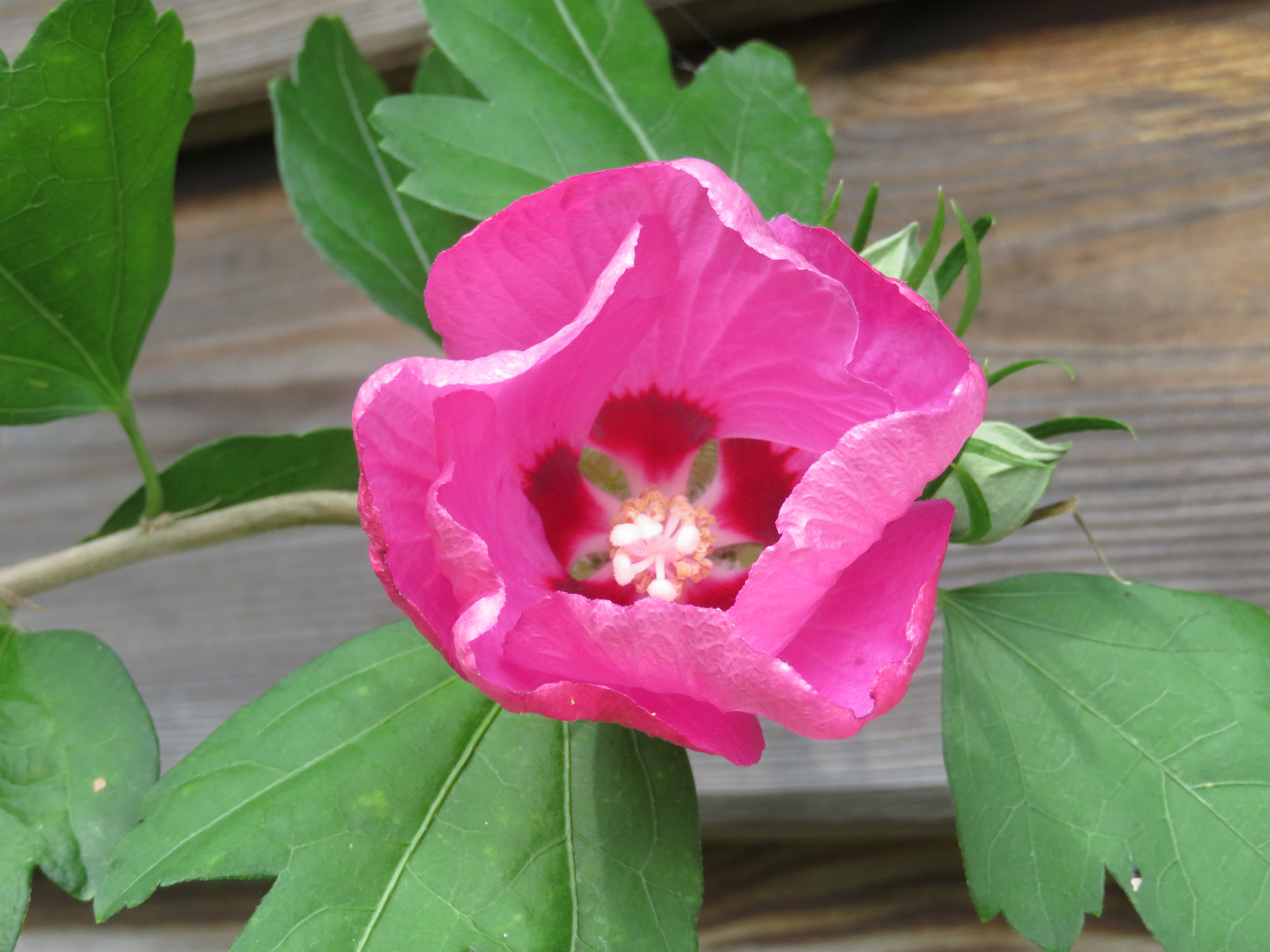 Blüte im Sonnenschein