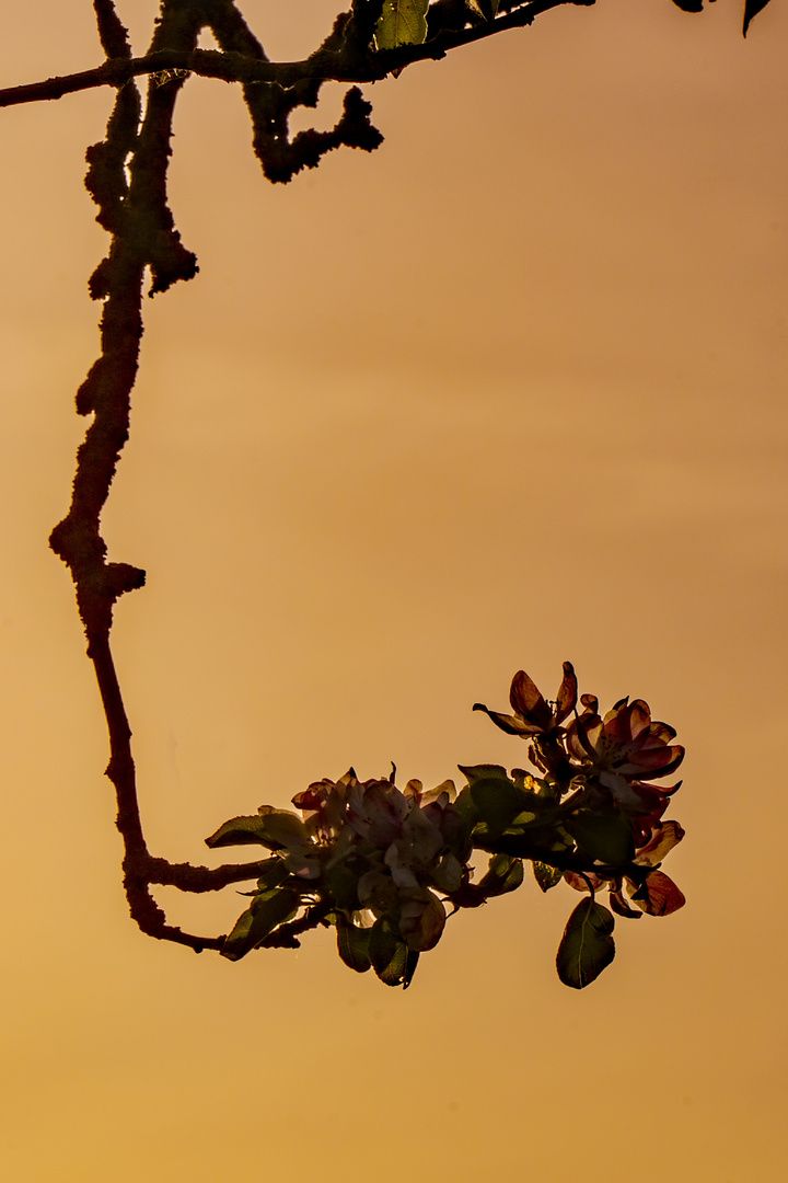 Blüte im Sonnenuntergang