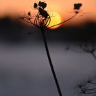 "Blüte" im Sonnenuntergang