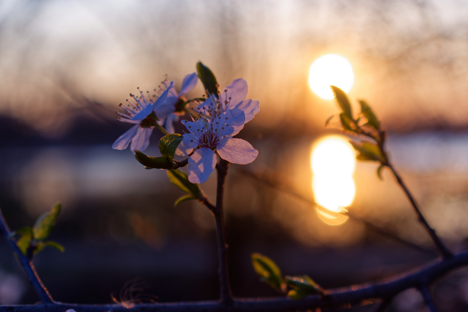 Blüte im Sonnenuntergang am See