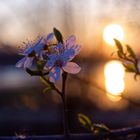 Blüte im Sonnenuntergang am See