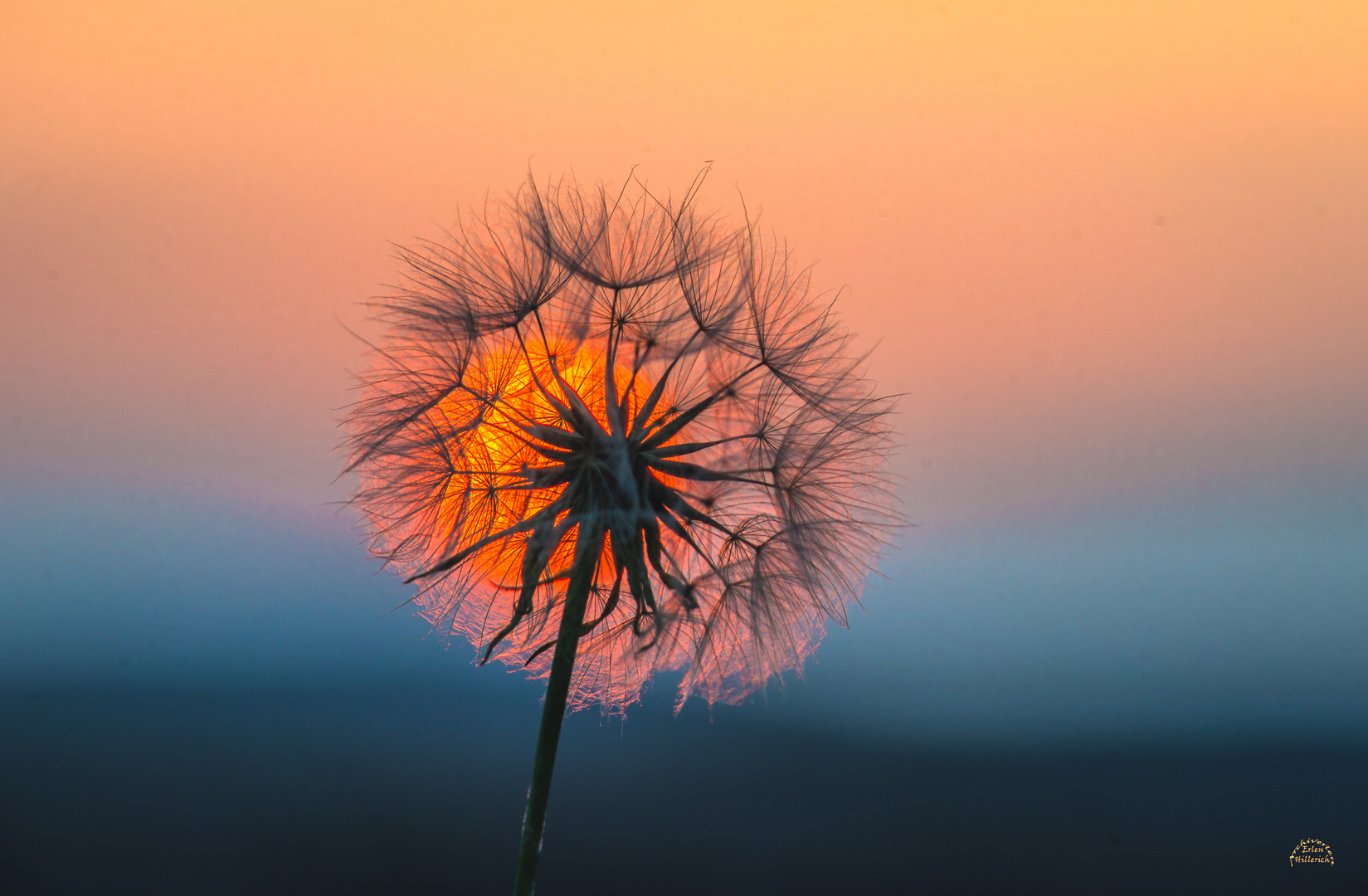 Blüte im Sonnenuntergang