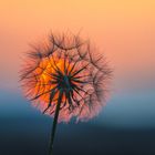 Blüte im Sonnenuntergang