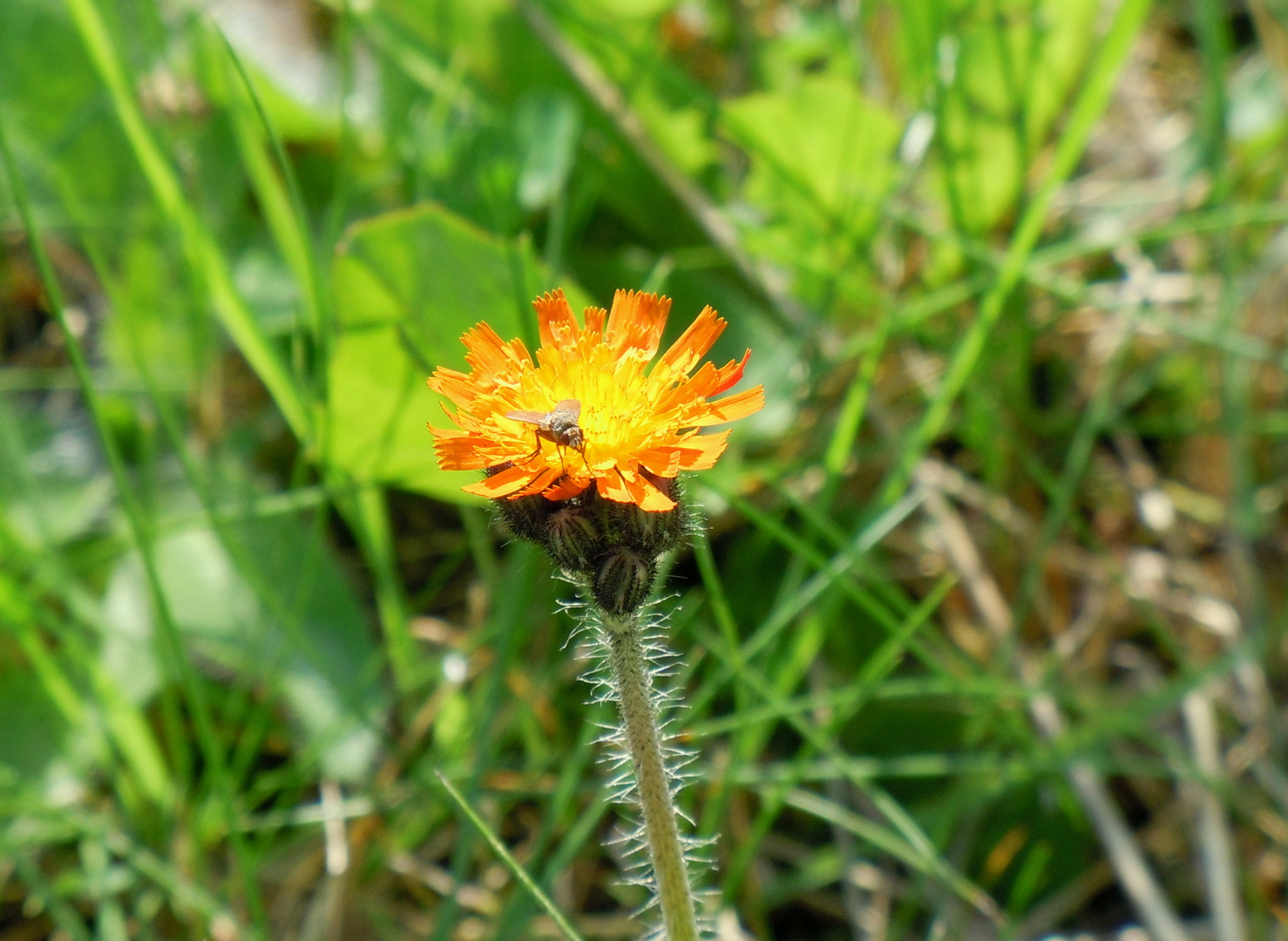 Blüte im Spätsommer 1