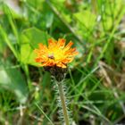 Blüte im Spätsommer 1