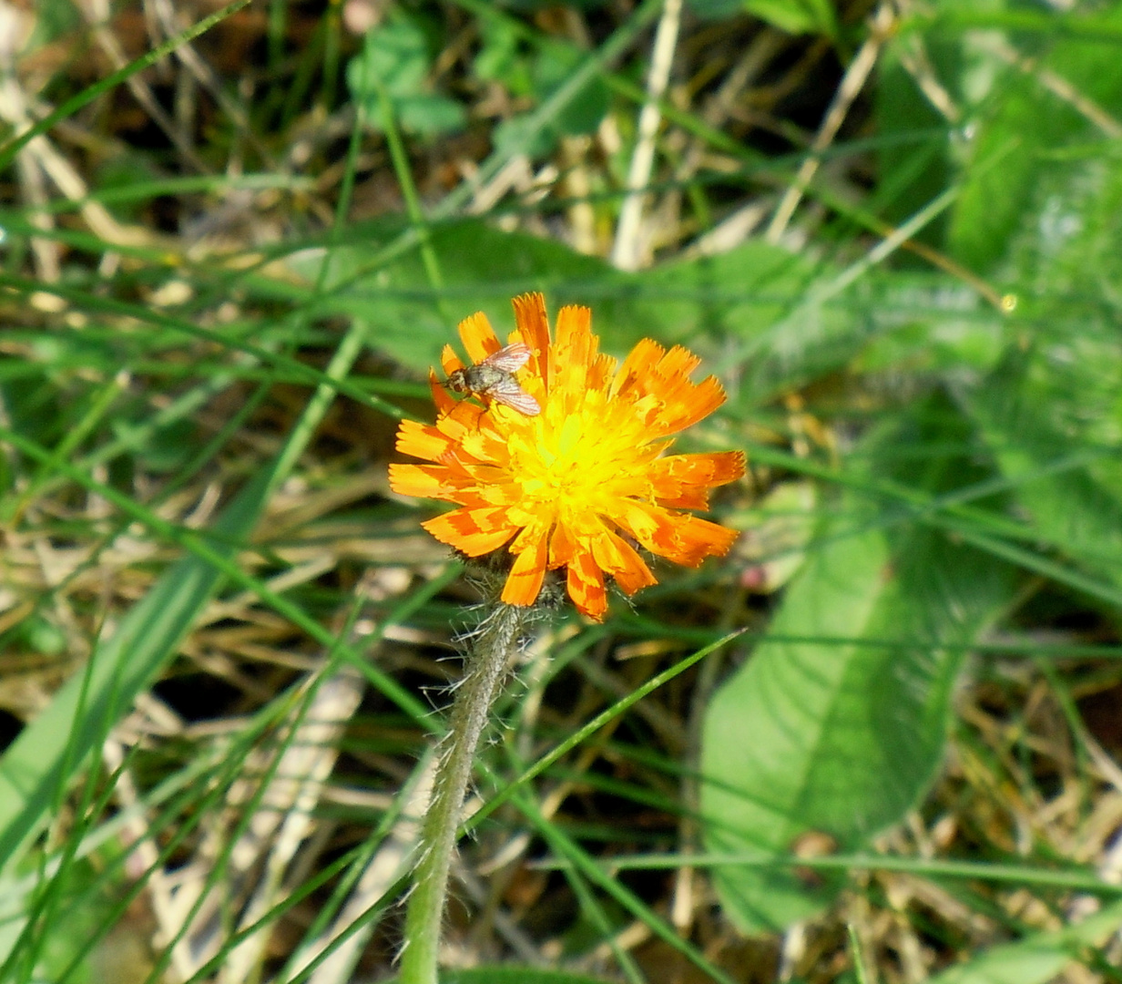 Blüte im Spätsommer 2