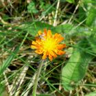 Blüte im Spätsommer 2