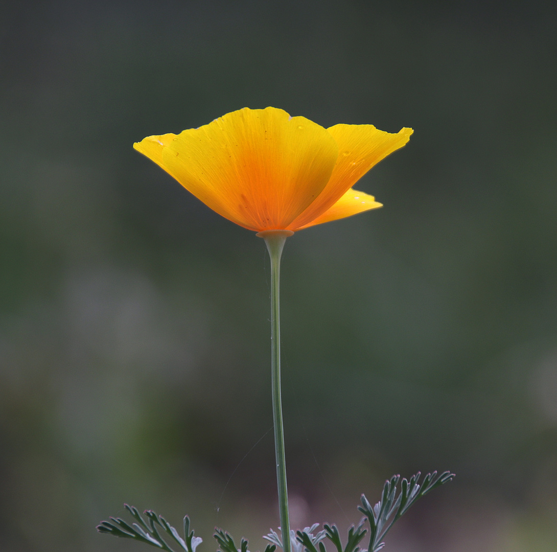 Blüte im Spätsommer...