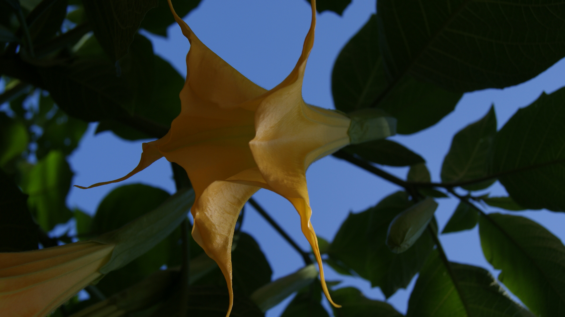 Blüte im Spätsommer