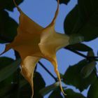 Blüte im Spätsommer