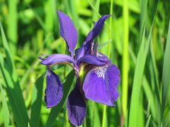 Blüte im Stadtpark von Burghausen