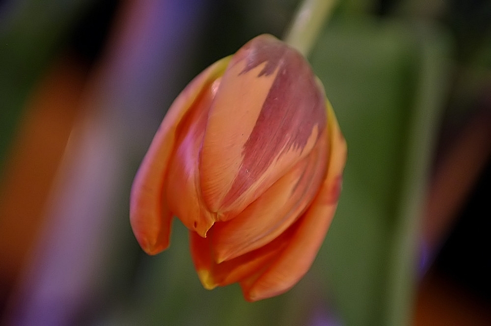 Blüte im Stauß