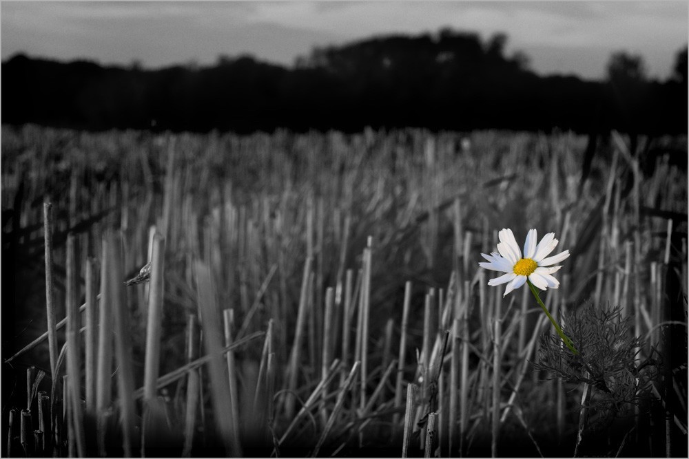 Blüte im Stoppelfeld