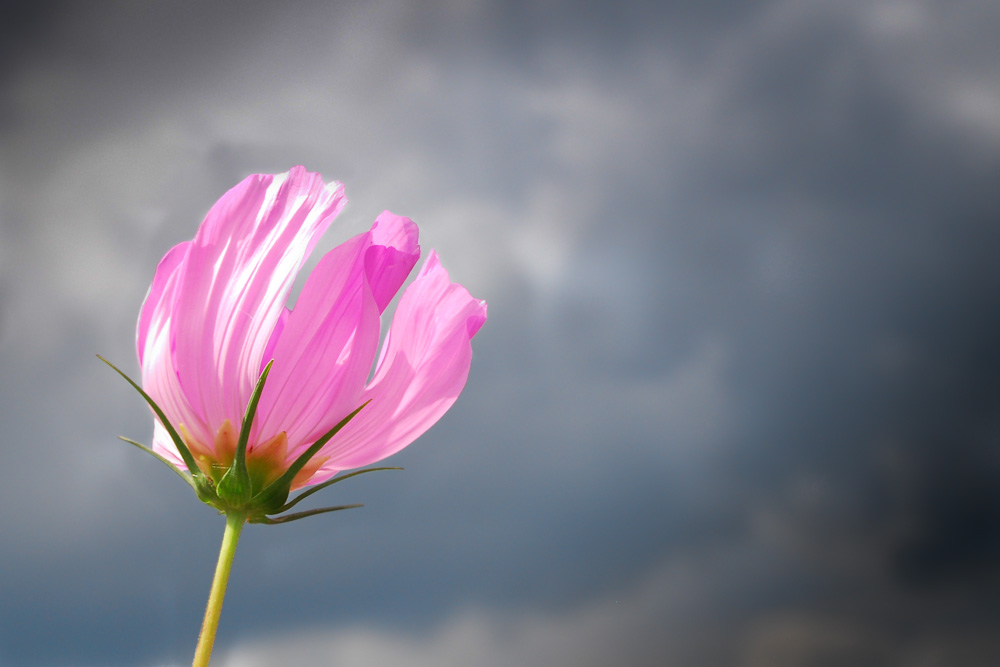 Blüte im Sturm