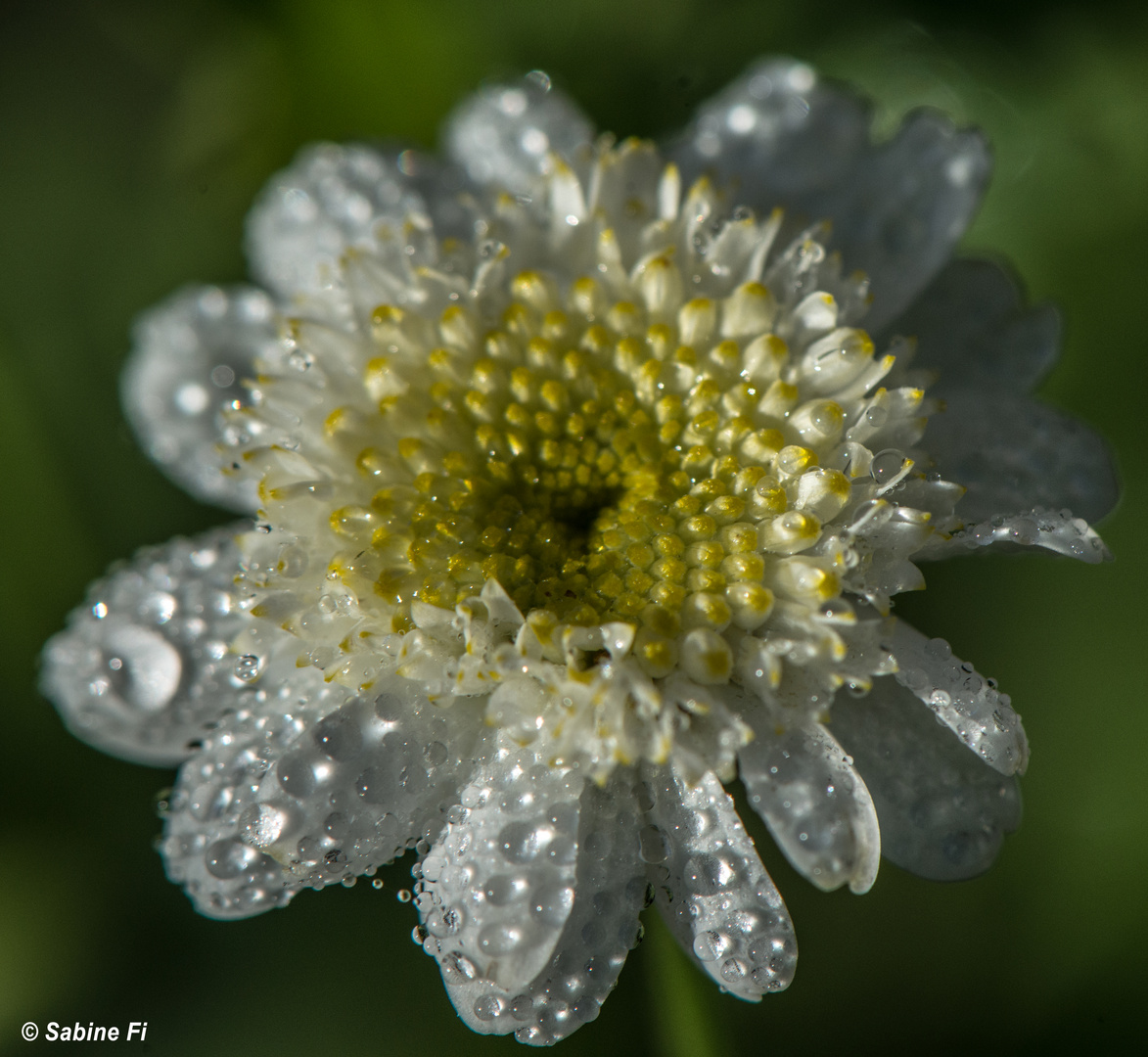 Blüte im Tau